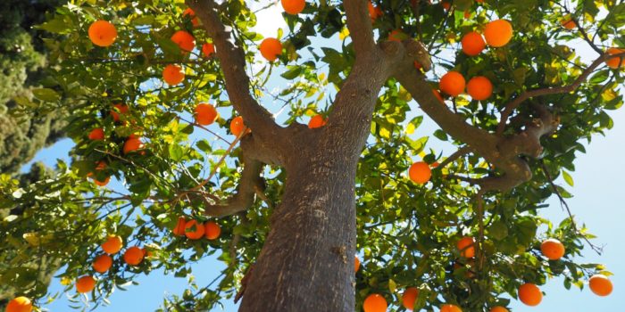 Oranges